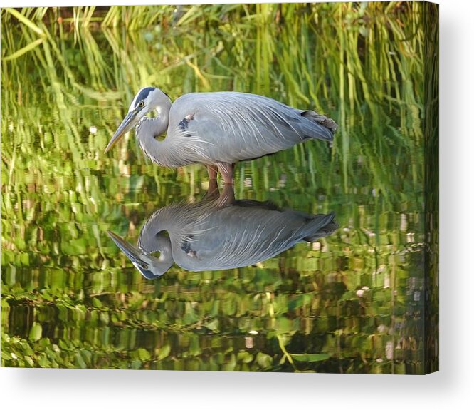 Jane Ford Acrylic Print featuring the photograph Heron's Reflection by Jane Ford