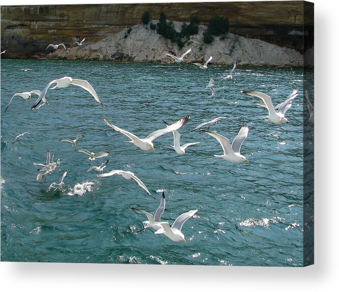 Pictured Rocks National Lakeshore Acrylic Print featuring the photograph Herring Gulls at Pictured Rocks by Keith Stokes