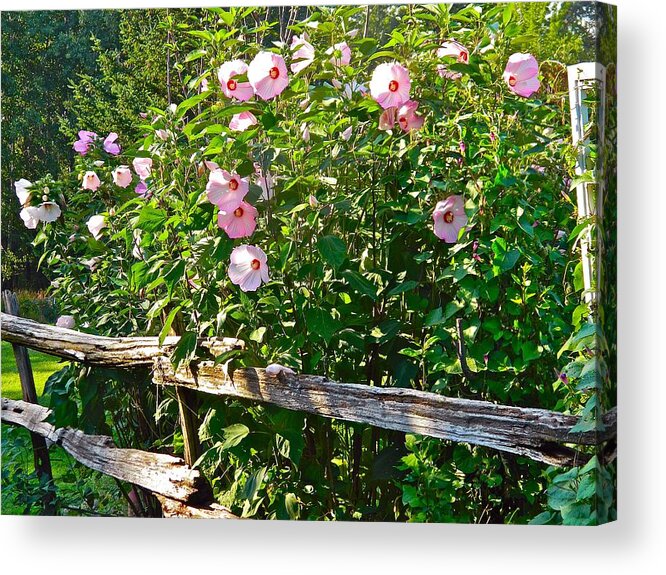Hibiscus Acrylic Print featuring the photograph Hibiscus Hedge by Randy Rosenberger