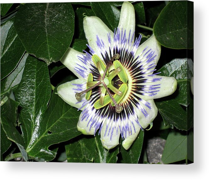 Flower Acrylic Print featuring the photograph Hidden Beauty by Rebecca Wood