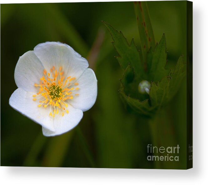 Agriculture Acrylic Print featuring the photograph Hidden Tears by Roger Monahan