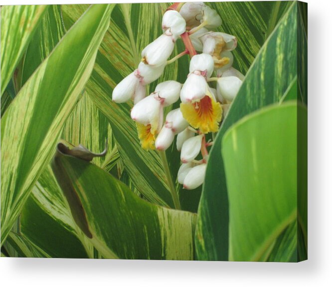 Plant Acrylic Print featuring the photograph Hidden Tropic by Etta Harris