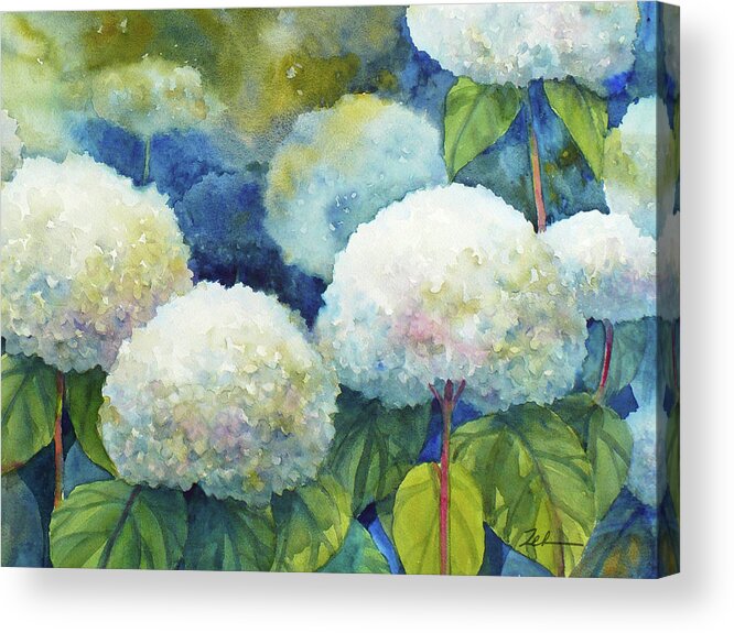 Hydrangeas Acrylic Print featuring the painting Annabelle Hydrangeas 1 by Janet Zeh