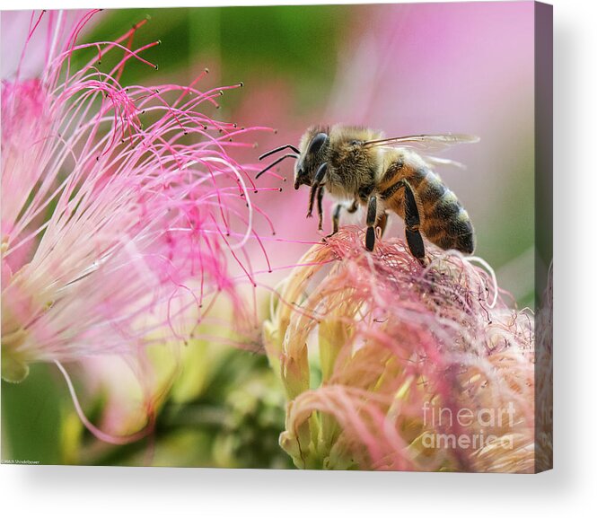 Honey Bee On Mimosa Flowerhoney Bee In The Pink Acrylic Print featuring the photograph Honey bee On Mimosa Flower by Mitch Shindelbower