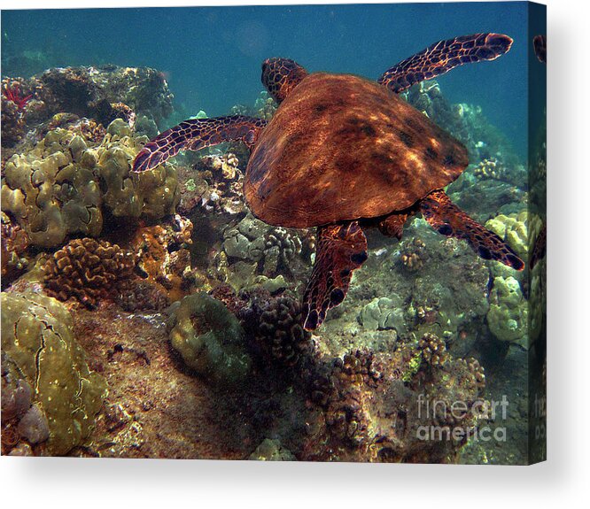 Honu Acrylic Print featuring the photograph Honu at 69 Beach by Bette Phelan