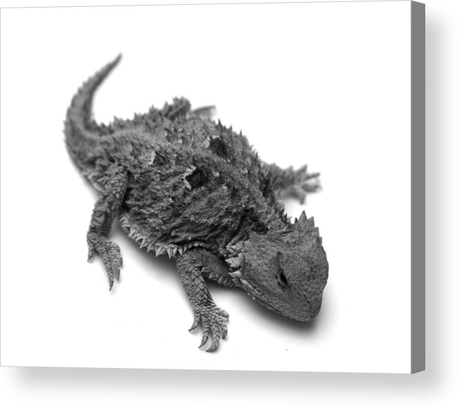 Lizard Acrylic Print featuring the photograph Horned Lizard by Nathan Abbott