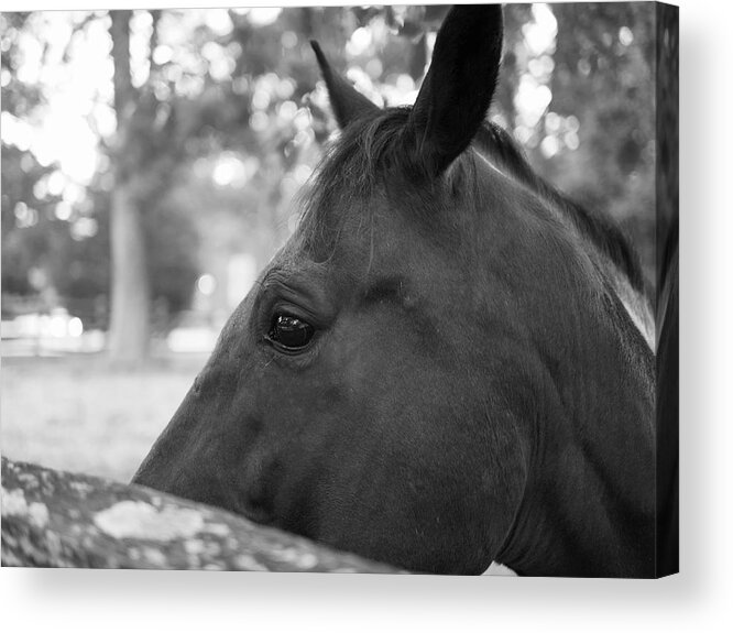 Horse Acrylic Print featuring the photograph Horse at Fence by Lara Morrison