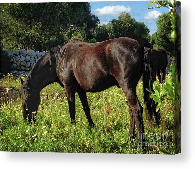 Dark Horse Acrylic Print featuring the photograph Horses Grazing by Dee Flouton