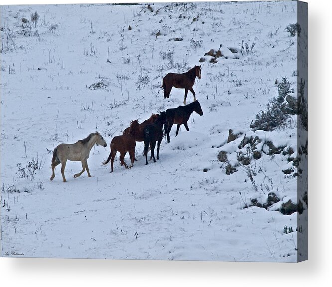 Horses Acrylic Print featuring the photograph Horses in snow 2 by Arik Baltinester