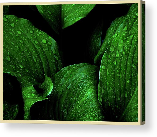 Hosta Succulent Garden Home Perennial Tuber Bulb Water Rain Formation Droplet Drop Morning Dew Fascinating Interesting Dark Background Acrylic Print featuring the photograph Hostas After the Rain I by Leon DeVose