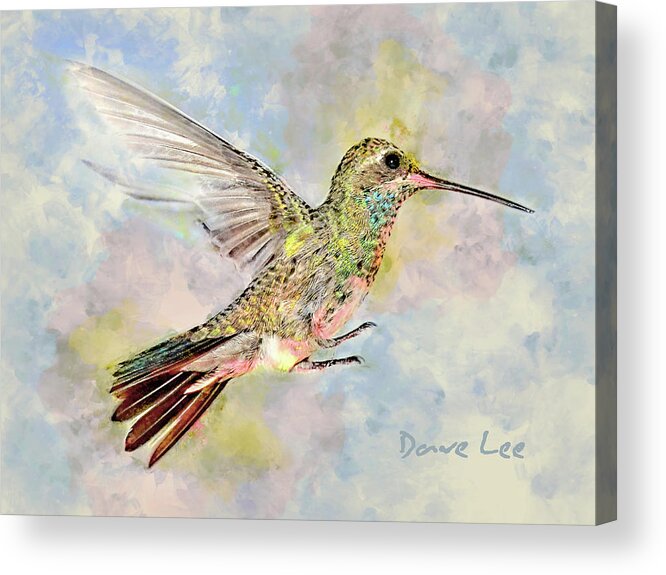 Hummingbird Acrylic Print featuring the mixed media Humdinger Too by Dave Lee