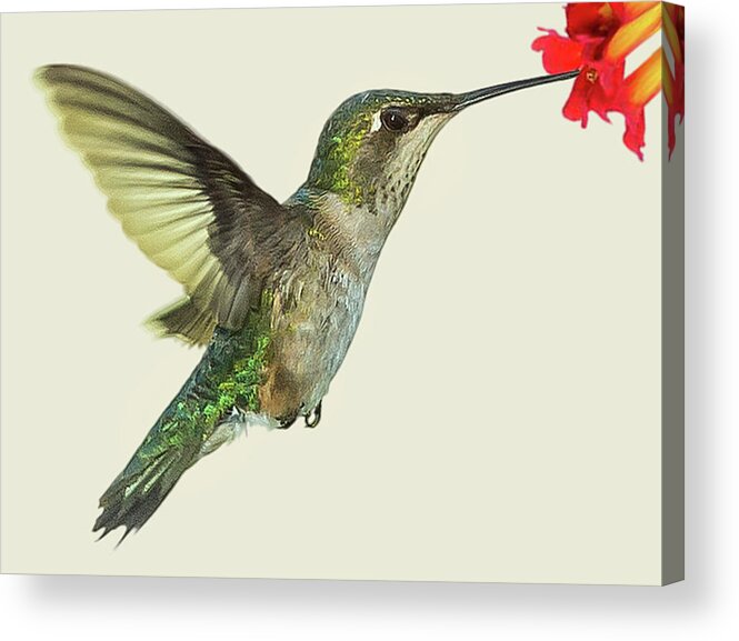 Hummingbird Acrylic Print featuring the photograph Hummingbird by Joe Granita