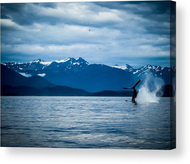 Alaska Acrylic Print featuring the photograph Humpback Dive by Pamela Newcomb