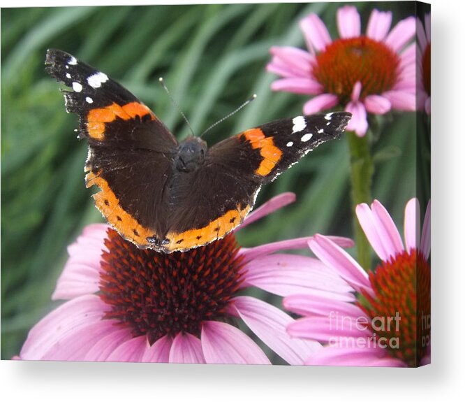 Nature Acrylic Print featuring the photograph Hurt Admiral on Purple Cone Flower by Lingfai Leung
