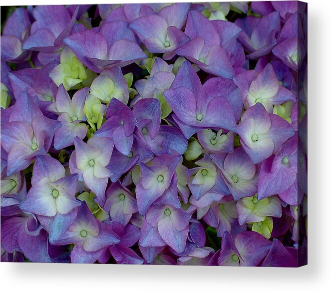 Hydrangia Acrylic Print featuring the photograph Hydrangia Blossom by Shirley Heyn