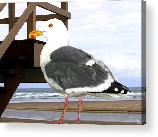 Seagull Acrylic Print featuring the photograph I Hope Lunch Is Ready by Will Borden