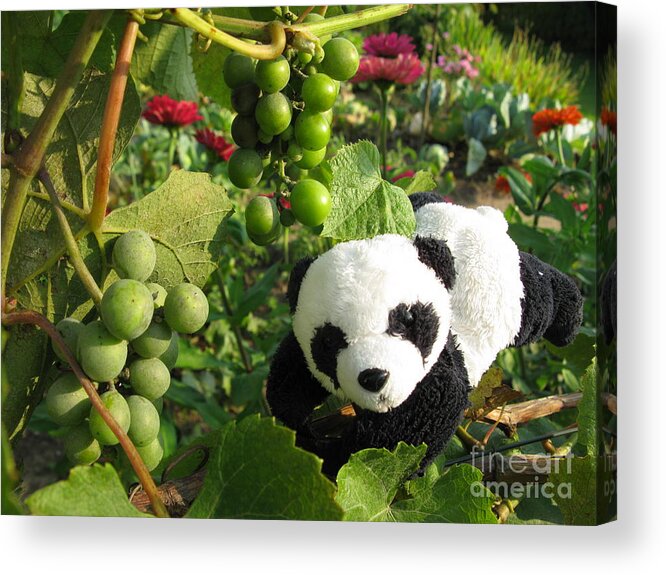 Baby Panda Acrylic Print featuring the photograph I love grapes B by Ausra Huntington nee Paulauskaite