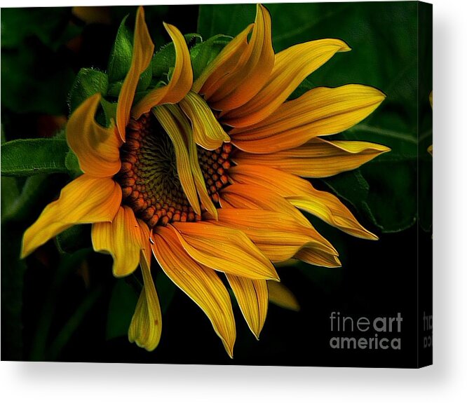 Sunflower Acrylic Print featuring the photograph I Need A Comb by Elfriede Fulda
