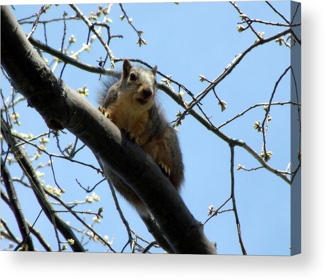 Squirrel Acrylic Print featuring the photograph I See You by Wendy Gertz