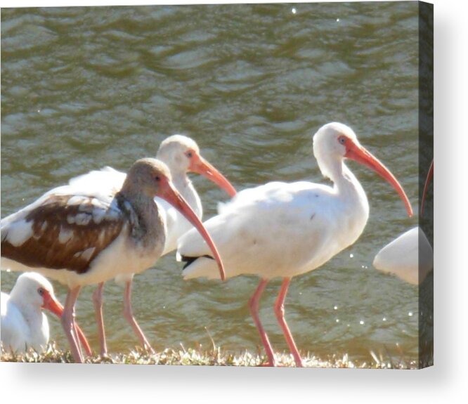 Flock Of Ibis Birds Acrylic Print featuring the photograph Ibis flock with Spotted Juvenile by Jeanne Juhos