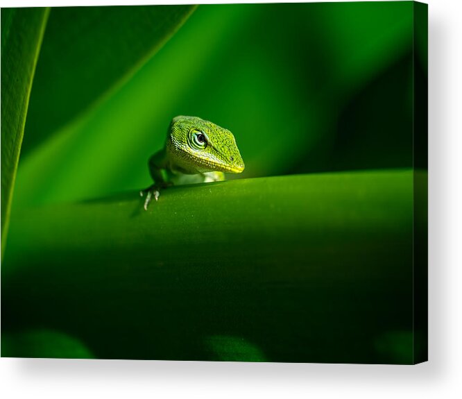 Lizard Acrylic Print featuring the photograph If Looks Could Kill by Brad Boland