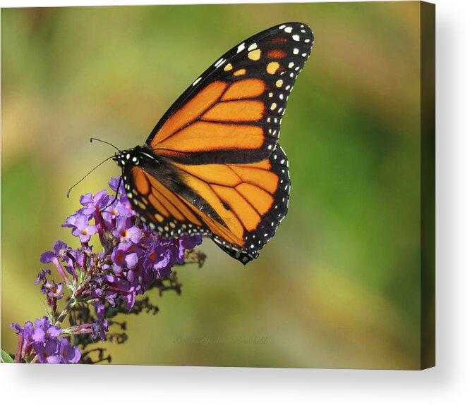 Butterfly Acrylic Print featuring the photograph Autumn in the Garden - Monarch and Purple Floret - Nature Photography by Brooks Garten Hauschild