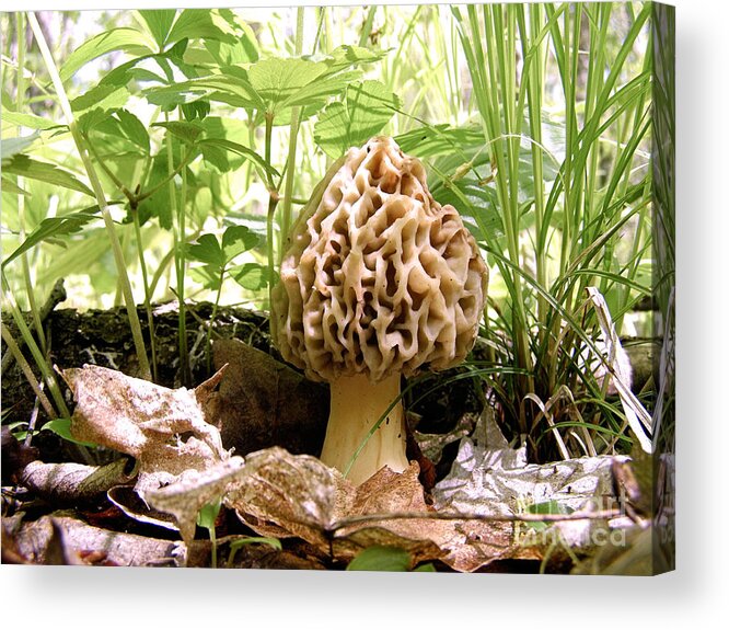 Morel Acrylic Print featuring the photograph In Hiding - Morel Mushroom by Angie Rea