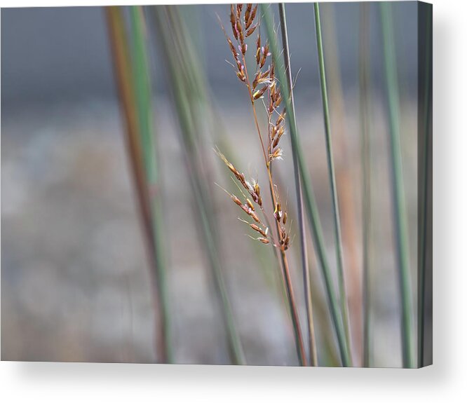 Grasses Acrylic Print featuring the photograph In the Company of Blue - by Julie Weber