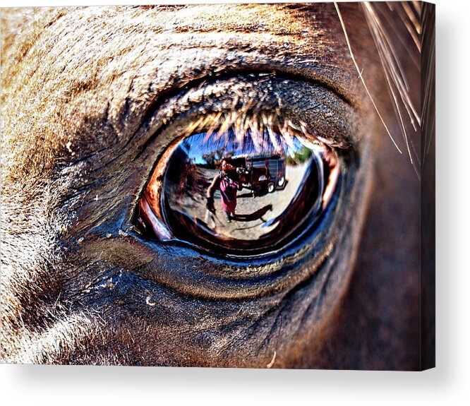 Rebecca Dru Acrylic Print featuring the photograph In The Eye of a Horse is a Reflection of Me by Rebecca Dru