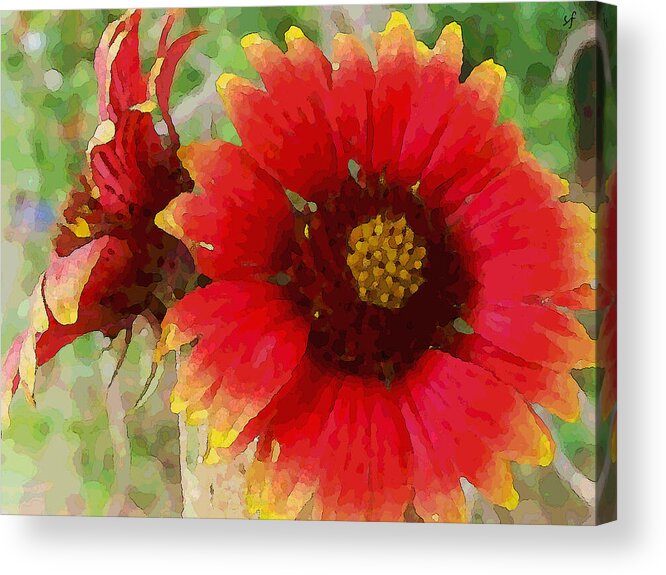 Botanical Acrylic Print featuring the mixed media Indian Blanket Flowers by Shelli Fitzpatrick