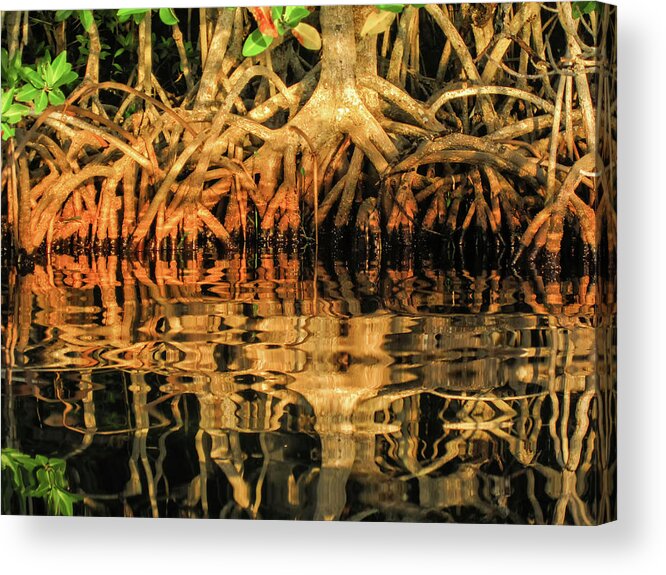 9/7/13 Acrylic Print featuring the photograph Intertwined by Louise Lindsay