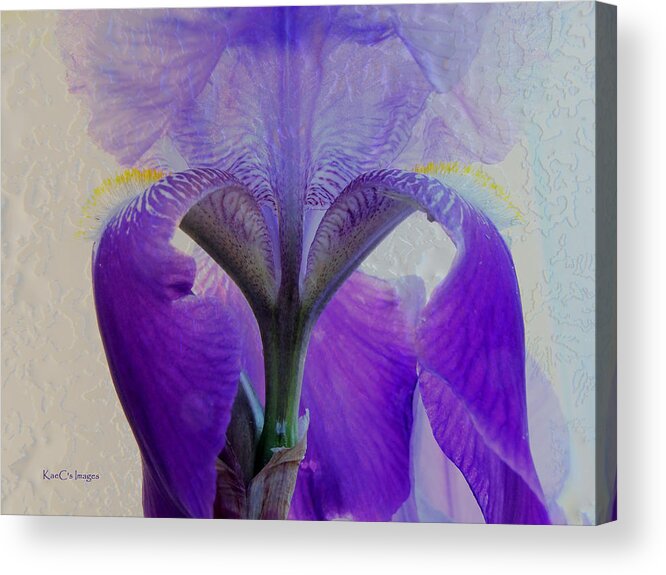 Iris Acrylic Print featuring the photograph Iris and Ice by Kae Cheatham