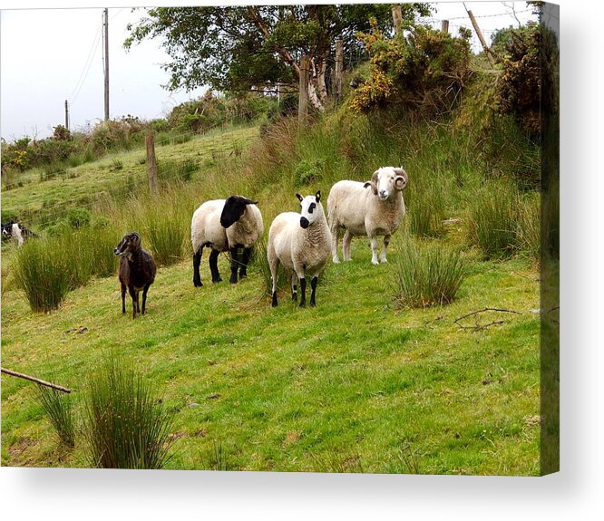 Ireland Acrylic Print featuring the photograph Irish sheep grazing by Sue Morris