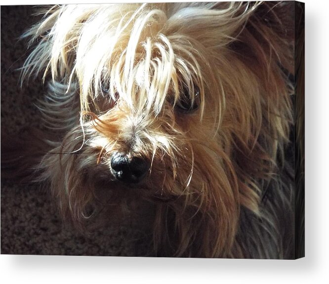 Yorkie Acrylic Print featuring the photograph It's how I roll by Michael Dillon