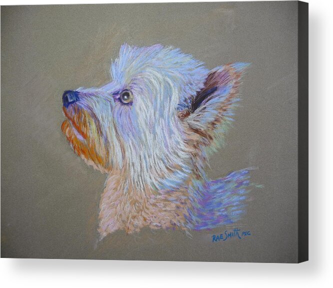 Dogs Acrylic Print featuring the pastel Jack says can I by Rae Smith