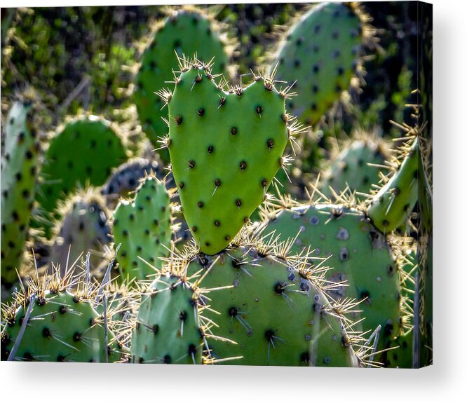Cactus Acrylic Print featuring the photograph Jealousy by Pamela Newcomb