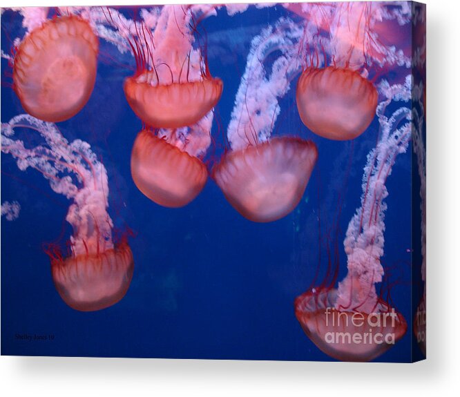 Photography Acrylic Print featuring the photograph Jellies by Shelley Jones