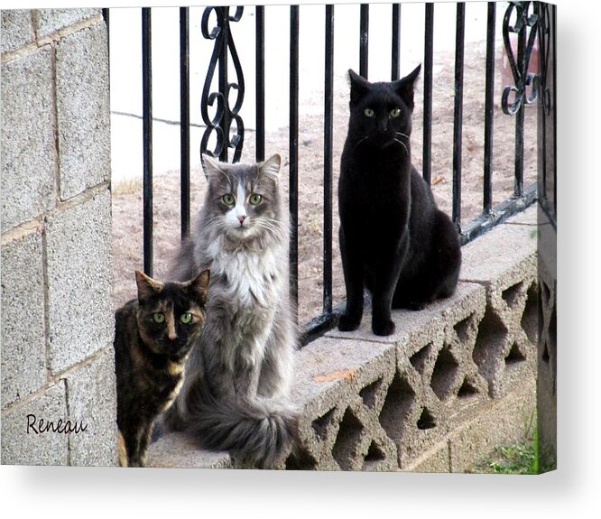 Cats Acrylic Print featuring the photograph Junkyard Cats by A L Sadie Reneau