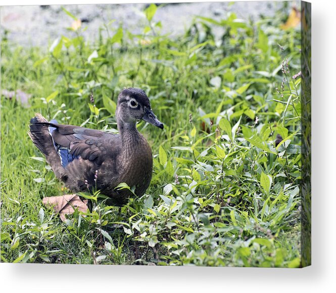 Wildlife Acrylic Print featuring the photograph Just Ducky by Paul Ross