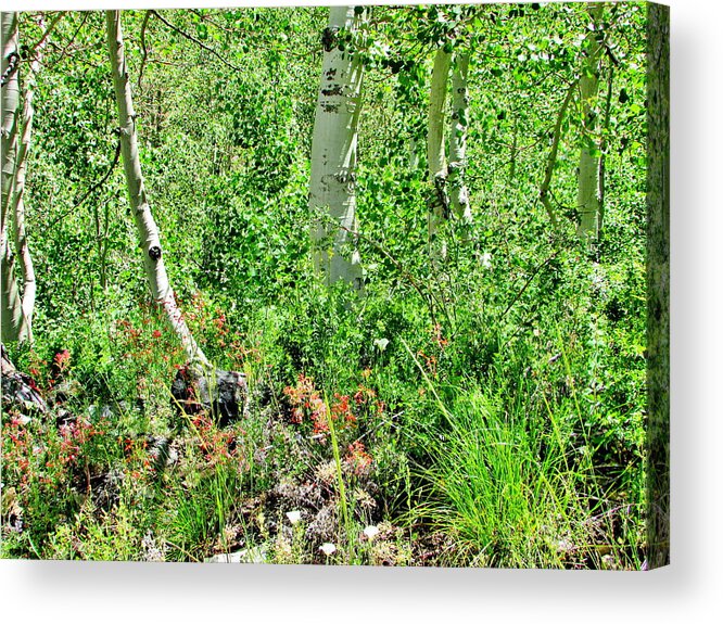 Trees Acrylic Print featuring the photograph Just Growing Wild by Marilyn Diaz