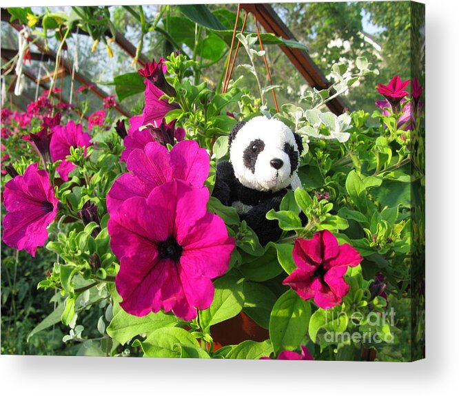 Baby Panda Acrylic Print featuring the photograph Just hanging in there by Ausra Huntington nee Paulauskaite