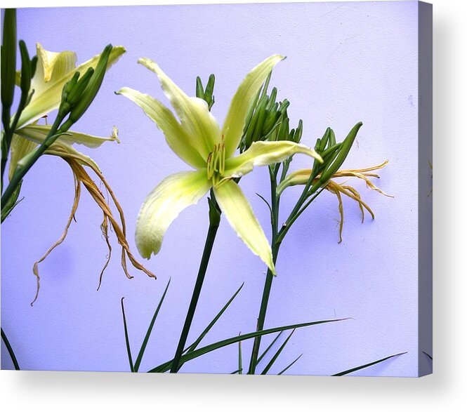Flower Acrylic Print featuring the photograph Just Hanging On by Rich Bodane