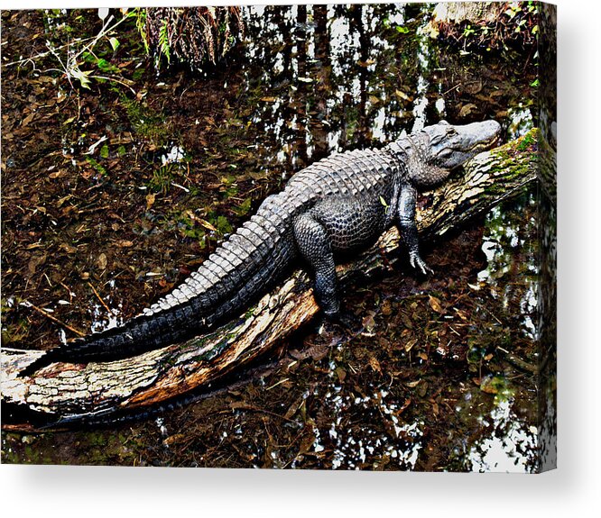 Florida Acrylic Print featuring the photograph Just Hanging Out by Bob Johnson
