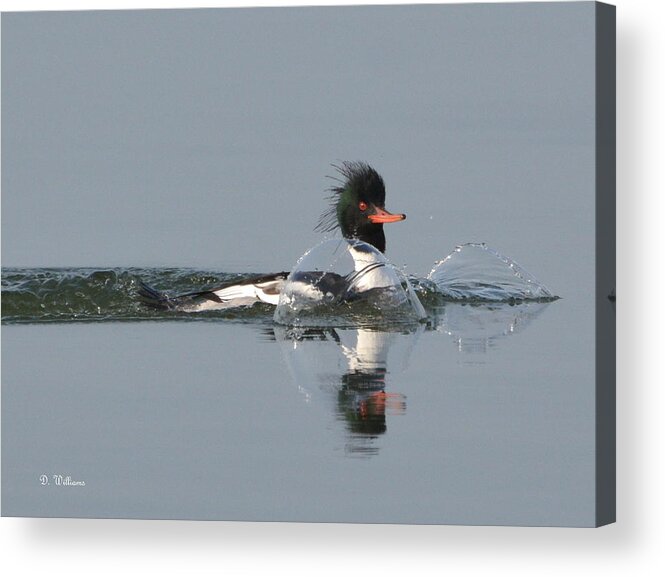 Red Breasted Merganser Acrylic Print featuring the photograph Just Landed by Dan Williams