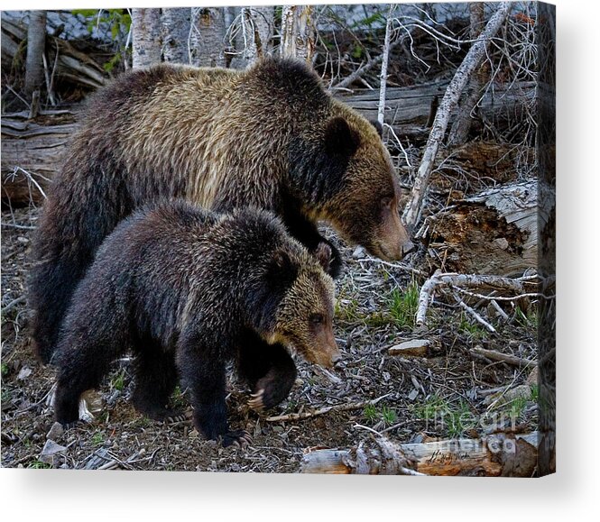 Bear Acrylic Print featuring the photograph Keeping Up With Mom-Signed by J L Woody Wooden