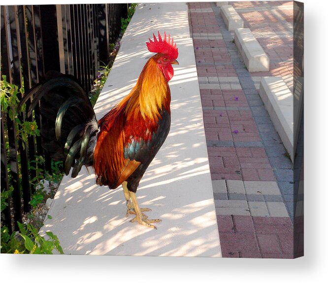 Photography Acrylic Print featuring the photograph Key West Rooster by Susanne Van Hulst