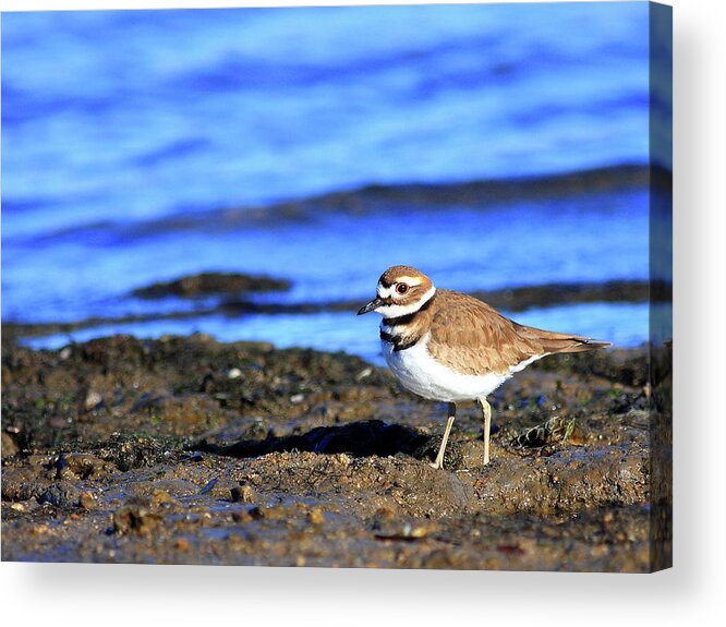 Bird Migration Acrylic Print featuring the photograph Killdeer . 40D4101 by Wingsdomain Art and Photography
