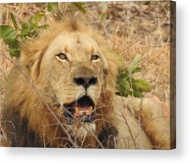 Male Lion Acrylic Print featuring the photograph King by Betty-Anne McDonald