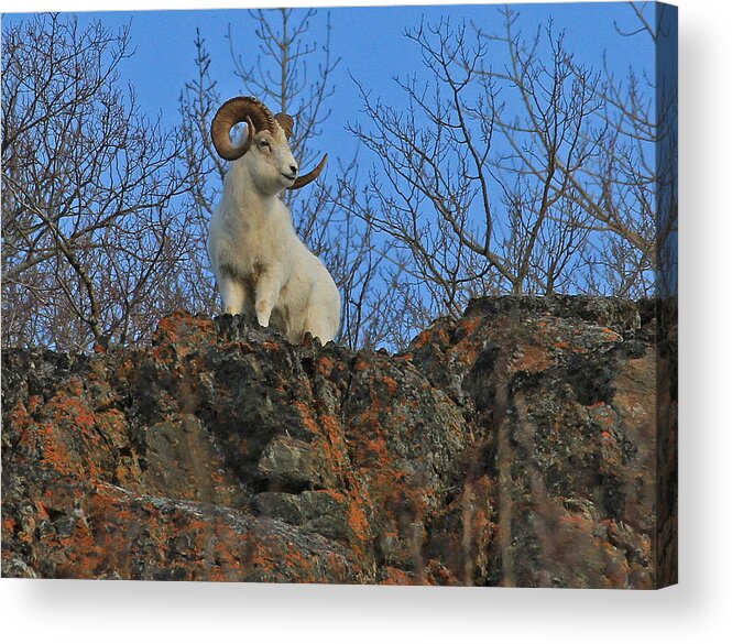 Sheep Acrylic Print featuring the photograph King of the Mountain by Sam Amato