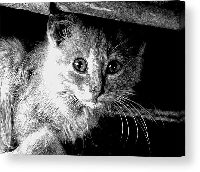 Cat Acrylic Print featuring the photograph Kitty In Black White by Shannon Story